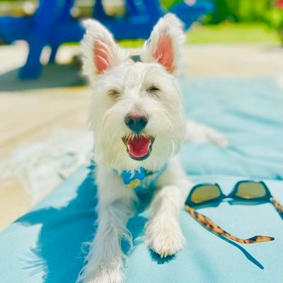 I’m just a curious little doggy to 4 humans with no swagg. 🐾🦴 #Westie #Wauzer #livingthelife #westiepuppie #westieworld #terrier FOLLOW ME ON TIKTOK👇👇🐶