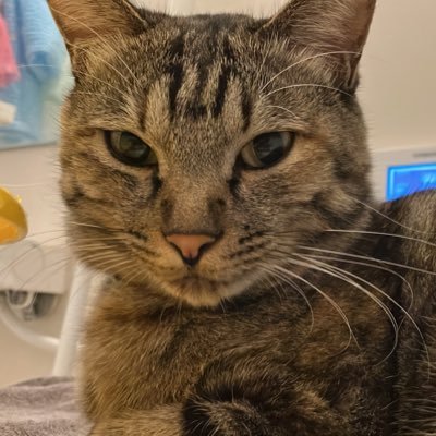 保護猫にゃんこのアルバちゃんとセロンちゃんだよ 麦わら猫がアルバちゃんキジ白がセロンちゃんだよ姉妹にゃんこ