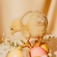 Blanche Carr (@blanche5294) 's Twitter Profile