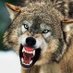 LOBO RAM BALAM (@ram666balam) Twitter profile photo LOBO RAM BALAM (@ram666balam) Twitter profile photo