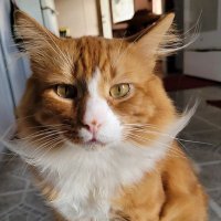 Mac The Ginger Cat 😺 (@macthegingercat) Twitter profile photo