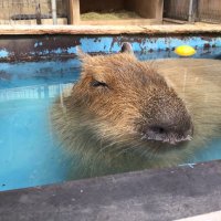 Y 本はご飯2 (@yhonhagohan2) 's Twitter Profile