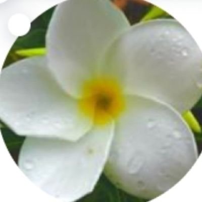 BMpoutakoglou's profile picture. Πουλακι