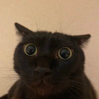 黒猫ジャムカ(@Bcat_Jamuqa) 's Twitter Profile Photo