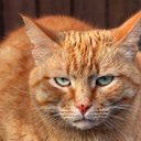 Felicity Ballard - @FelicityBa44728 - Twitter