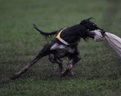 Dual Champion Salukis - showing, lure coursing and agility http://t.co/74cUKYokNf & http://t.co/NefodKyuiu