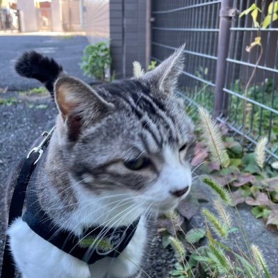 🐈りゅうとの日々。2024年2月より福岡にてKママとシェアハウス ？心が動いた🌌🌕⭐️🌸景色。日常のちょっとした出来事。ちょっとヘルシーなお菓子作り🍪