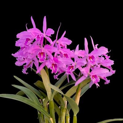 orchidkei Profile Picture