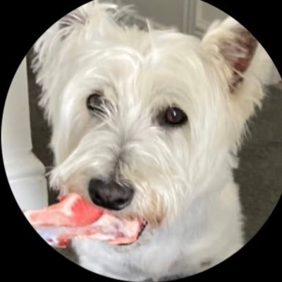 jarrod30_dog's profile picture. if you seek peace, prepare for war!