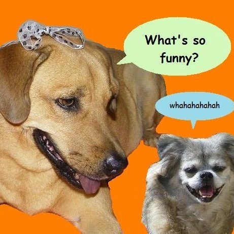 LouPeb's profile picture. I'm Lou, very handsome mutt. I have a sister named Pebbles. Rescue mutts rule!  *woof*