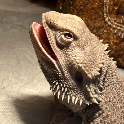 jun_noen's profile picture. 繁殖目指して日々格闘中🦎🐍🐢🐸 @Yvn8ntxも宜しくお願いします🙇‍♂️