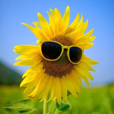 sger688's profile picture. sger