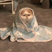 @ (@im__dahlia) 's Twitter Profile Photo