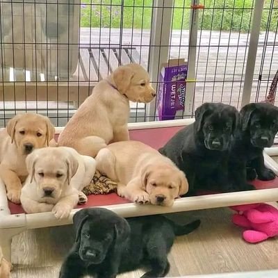 I am here for a business I'm selling my puppies, you can chat me if you are interested, 👌🙏