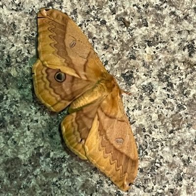 wBBo1CvS4l54649's profile picture. 高一/旧帝医学部医学科志望/化学物理日本史/ネットに疎いです