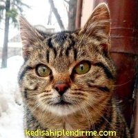 Kedi Sahiplendirme (@kedisahiplendir) Twitter profile photo