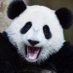 Paul Chalmers (@papa_oosie) Twitter profile photo Paul Chalmers (@papa_oosie) Twitter profile photo