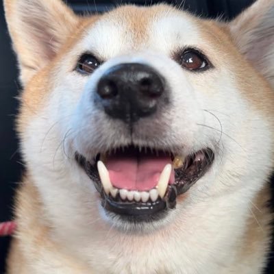 Siva_inu24's profile picture. 映画とゲーム好きなホモです🦭 ホラー映画をよく観ます でかい犬と旦那に支えられてなんとか生きてる @siva_chan13←サブ丸