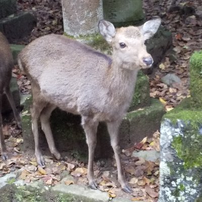 舞台大好き♪
1998年から ブレることなく
有馬自由さん､市村正親さん
扉座､キャラメルボックス､花組芝居､空晴
狂言(茂山千五郎家､野村万作家etc.)
歌舞伎(中村勘九郎さん､七之助さん兄弟､市川猿之助さんetc.)
落語(春風亭昇太さん､柳家花緑さんetc.)
ミュージカルが大好き☆*:・°