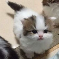 夢々ちゃん（女帝）メル君（メンダコ的猫）(@melmu_mo) 's Twitter Profile Photo