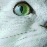 Carla Ramirez (@carlara10267532) 's Twitter Profile