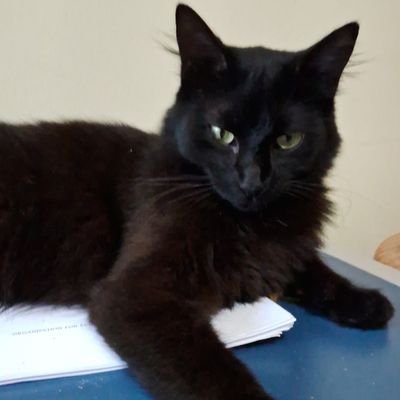 alexecon1's profile picture. Lacanian economics, Marxian football, Complexity cats.