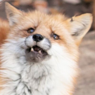 Degen Foxさんのプロフィール画像