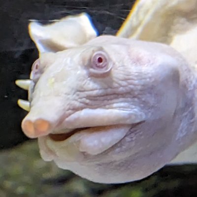 MonCherGeneral's profile picture. I am a turtle currently having two jobs: I'm a professor for castrated gender studies and in parallel a catholic bishop aiming to become cardinal and pope once.