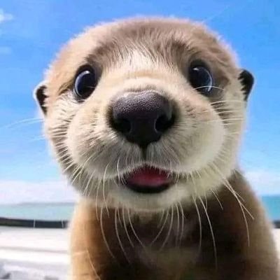 Welcome Otter Lovers Club

We Share Otter Contents.❤️🦦

Follow Us..