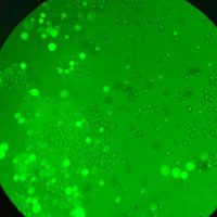 Maria Zambrano Researchers (@mariazambranouv) Twitter profile photo