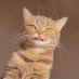 kedi aurası gülümsetir😺 (@kediaurasi) Twitter profile photo kedi aurası gülümsetir😺 (@kediaurasi) Twitter profile photo