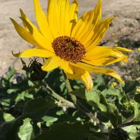Lorinhemmila (@lorinhemmila1) 's Twitter Profile