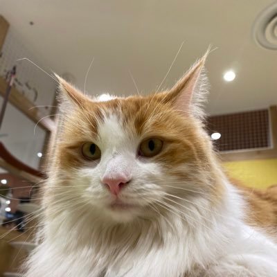 nt10710605's profile picture. まだ生きる！楽しく、自然体で、穏やかに！