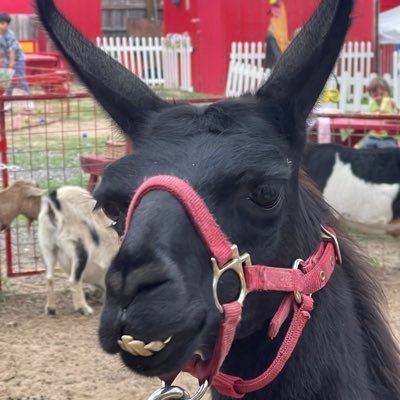 IAmADaveeeed's profile picture. @Braves , @Panthers @Spurs, and @UMich are my teams. @naomijuarez_ is my Taurus. Yogi, Ziggy, Hendrix are my dog babies. Trade the frog for Jimbo James 🐸🔫