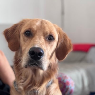 Mare del Mango Manguito Malacatón, el gos/persona més guapo del món