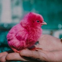 Blanche Nash (@blanche8797) 's Twitter Profile