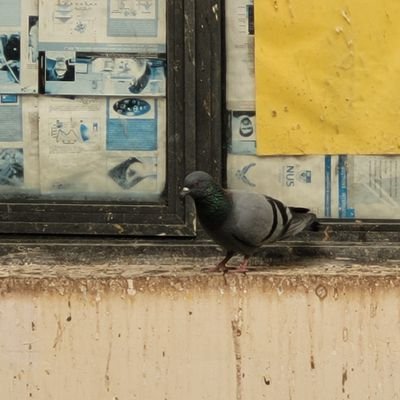SougataRoy1493's profile picture. Undergrad at IISER MOHALI
joined-2022