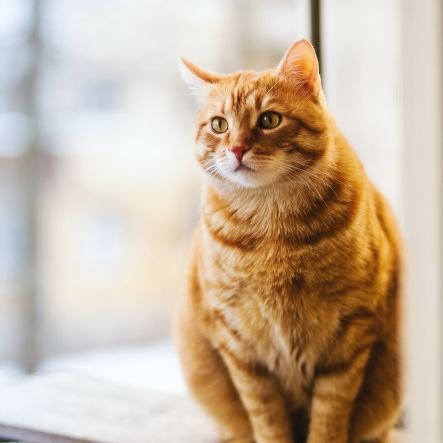 RjSutikno's profile picture. Meraih Husnul khotimah & tumakninah