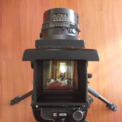 kriphotocris's profile picture. Fotógrafo
@ccortesgonzalez
@studiocristiancortes