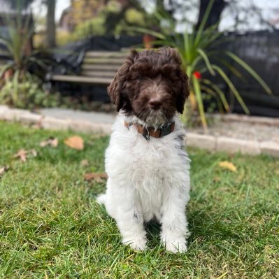MaggieNewfyPoo's profile picture. I’m a NewfyPoo born in September 2023. Watch me grow up!! My mom is a Standard Poodle and my Dad is a Newfoundland.