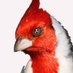 El Anarco Cardenal @ElanarcoC (@elanarcoc) Twitter profile photo El Anarco Cardenal @ElanarcoC (@elanarcoc) Twitter profile photo