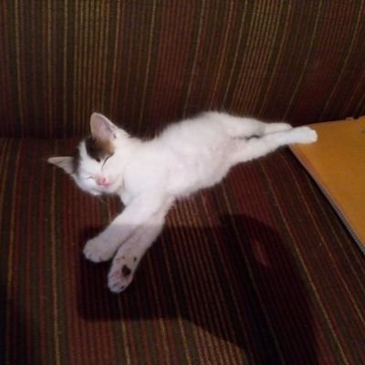 Lorenzo05040246's profile picture. 