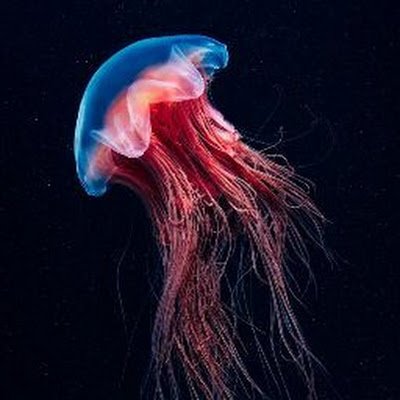 f2201_g8976's profile picture. 