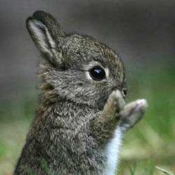 teporingo_hot's profile picture. No fuiste creada por dios con mis costillas, yo te he dado forma a solas, en silencio, en mis fantasías.❄ ‏مطلق صفر