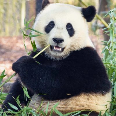 Funny, cute videos about panda world.