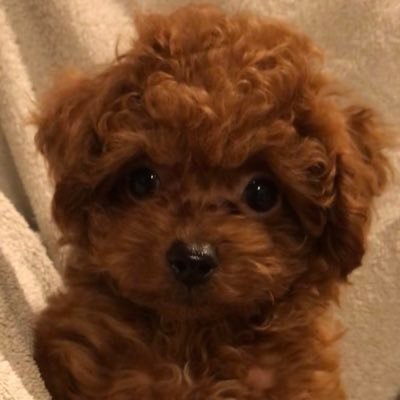 南伊豆の沖磯でメジナ、石鯛を主に狙っています。最近は、東京湾のアジング、ティップランに激ハマり中。愛車はBMW M3 Touring(ROSSO CORSA)、日産サクラ。