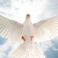 Archangel_Raphael (@archangel_man) 's Twitter Profile Photo Archangel_Raphael (@archangel_man) 's Twitter Profile Photo