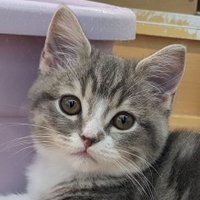 ルイとモコのママ☆いいね消えます (@louis20230806) 's Twitter Profile