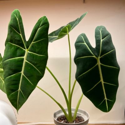 plants_eri Profile Picture
