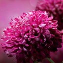 Alison Palmer - @alisonrpalmer - Twitter